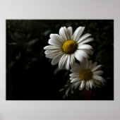 Twee Poster van White Daisies (Voorkant)