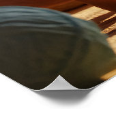 Twee posters katten (Hoek)