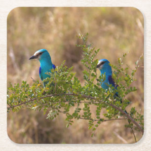 Twee prachtige blauwe vogels op een vertakking kartonnen onderzetters
