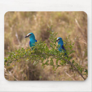 Twee prachtige blauwe vogels op een vertakking muismat