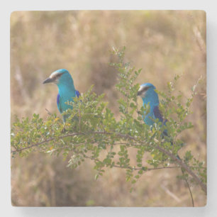 Twee prachtige blauwe vogels op een vertakking stenen onderzetter