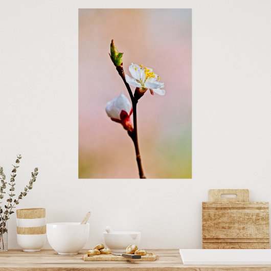 Twee prachtige Japanse abrikozenbloemen Poster (Keuken)