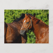 Twee prachtige kastanjepaarden in de zon briefkaart (Voorkant)