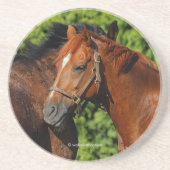 Twee prachtige kastanjepaarden in de zon zandsteen onderzetter (Voorkant)