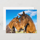 Twee prachtige paarden briefkaart (Voorkant / Achterkant)
