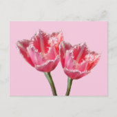 Twee prachtige roze tulpjes. BG DIY Briefkaart (Voorkant)