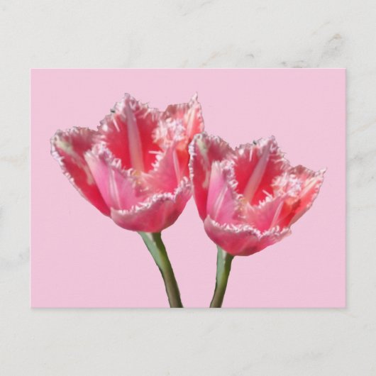 Twee prachtige roze tulpjes. BG DIY Briefkaart (Voorkant)