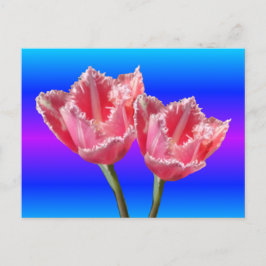 Twee prachtige roze Tulps Blue BG DIY Briefkaart