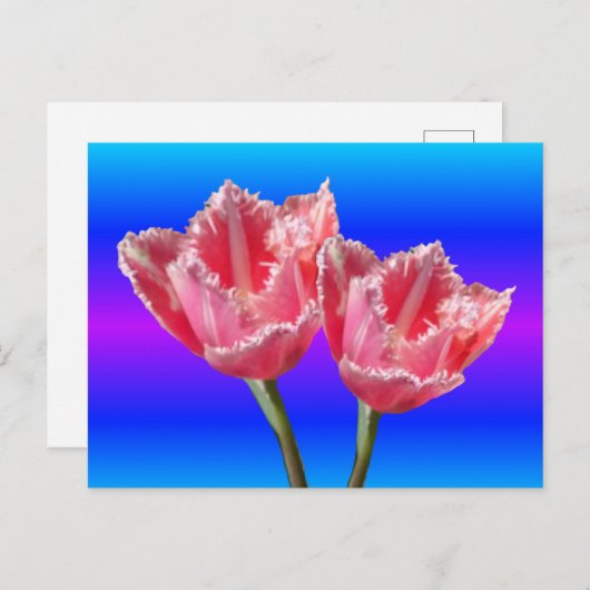 Twee prachtige roze Tulps Blue BG DIY Briefkaart (Voorkant / Achterkant)