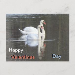 Twee prachtige Swans Valentijns Briefkaart