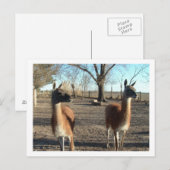 twee prachtige vicuña ' s briefkaart (Voorkant / Achterkant)