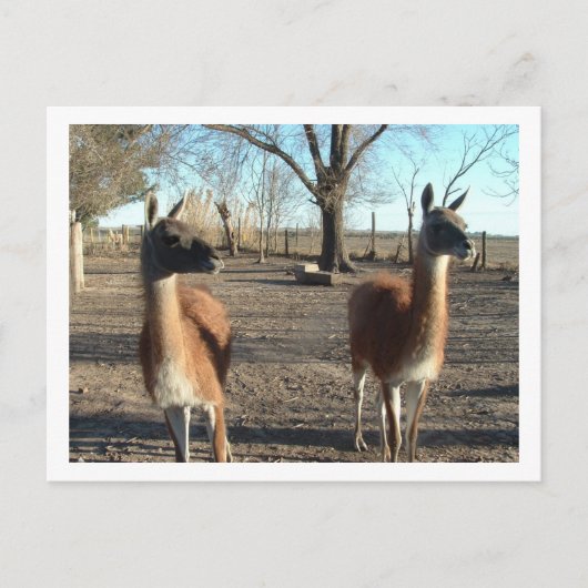 twee prachtige vicuña ' s briefkaart (Voorkant)
