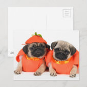 Twee pugs briefkaart (Voorkant / Achterkant)