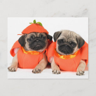 Twee pugs briefkaart