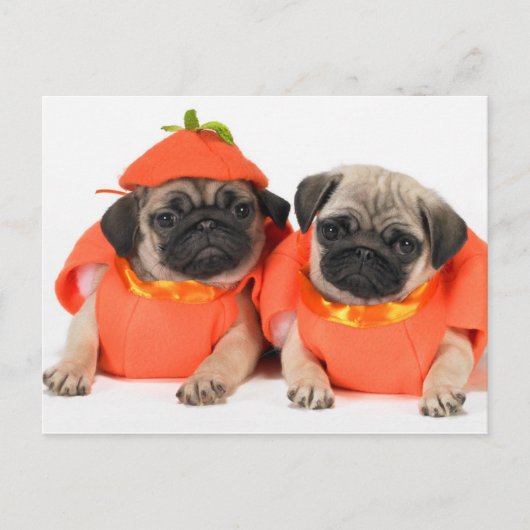 Twee pugs briefkaart (Voorkant)