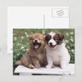 Twee puppies die samen zitten briefkaart (Voorkant / Achterkant)