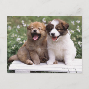 Twee puppies die samen zitten briefkaart