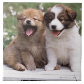 Twee puppies die samen zitten tegeltje (Voorkant)