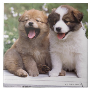 Twee puppies die samen zitten tegeltje