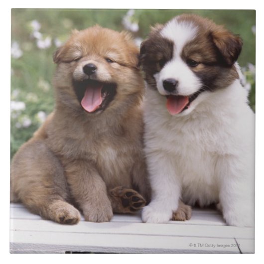 Twee puppies die samen zitten tegeltje (Voorkant)