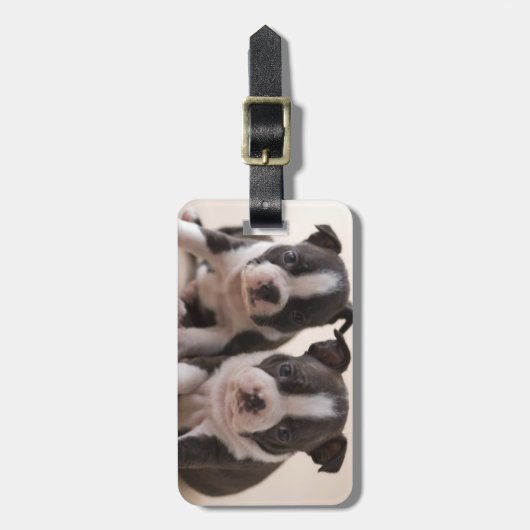 Twee Puppies van Boston Terrier Bagagelabel (Voorkant verticaal)