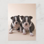 Twee Puppies van Boston Terrier Briefkaart (Voorkant)