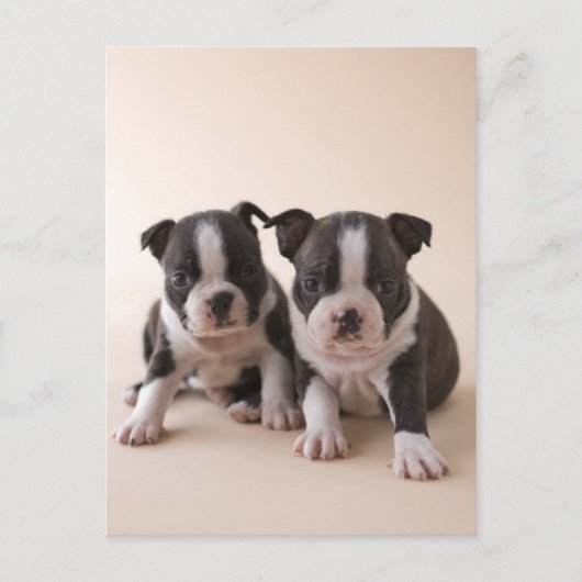 Twee Puppies van Boston Terrier Briefkaart (Voorkant)