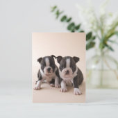 Twee Puppies van Boston Terrier Briefkaart (Staand voorkant)