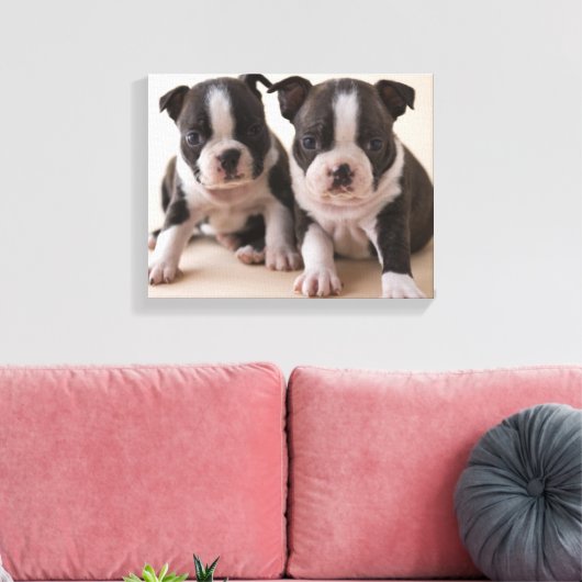 Twee Puppies van Boston Terrier Canvas Afdruk (Insitu (Woonkamer))