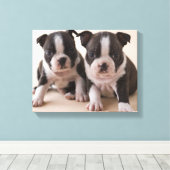 Twee Puppies van Boston Terrier Canvas Afdruk (Insitu (Houten vloer))