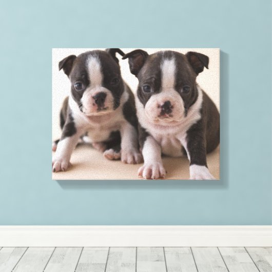 Twee Puppies van Boston Terrier Canvas Afdruk (Insitu (Houten vloer))