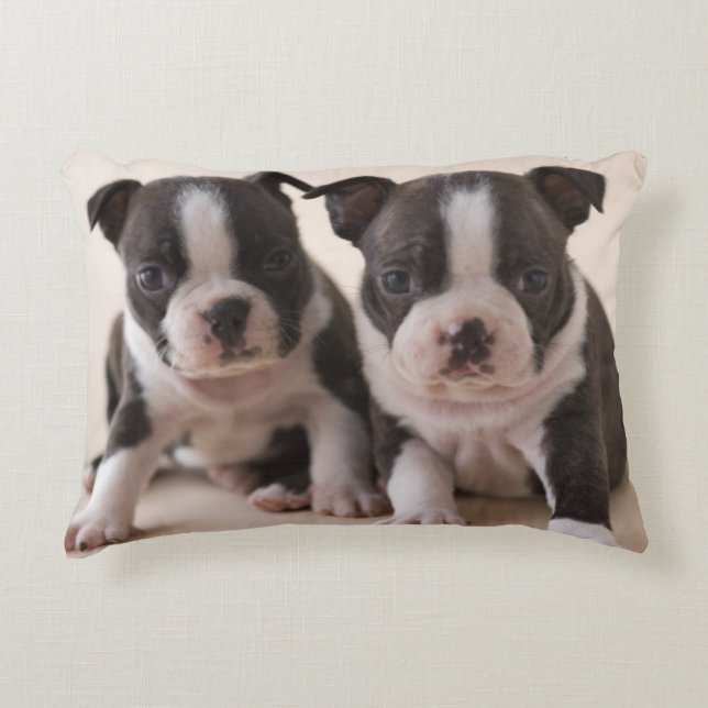 Twee Puppies van Boston Terrier Decoratief Kussen (Voorkant)