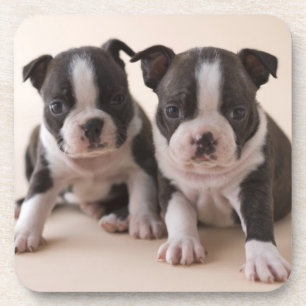 Twee Puppies van Boston Terrier Drankjes Onderzetter