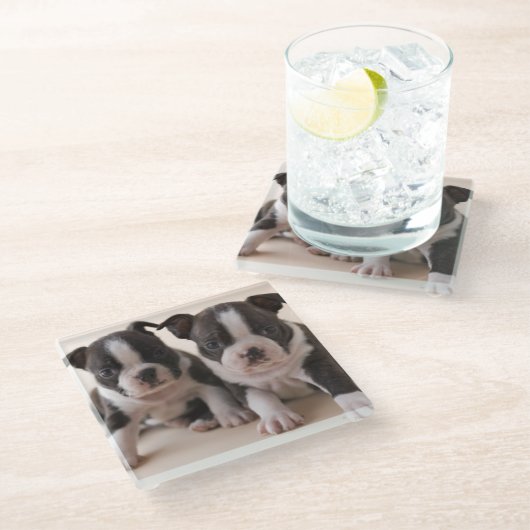 Twee Puppies van Boston Terrier Glazen Onderzetter (Schuin)