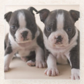 Twee Puppies van Boston Terrier Glazen Onderzetter (Voorkant)