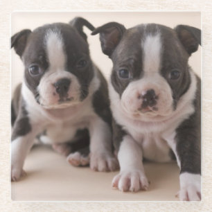 Twee Puppies van Boston Terrier Glazen Onderzetter