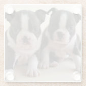 Twee Puppies van Boston Terrier Glazen Onderzetter (Achterkant)