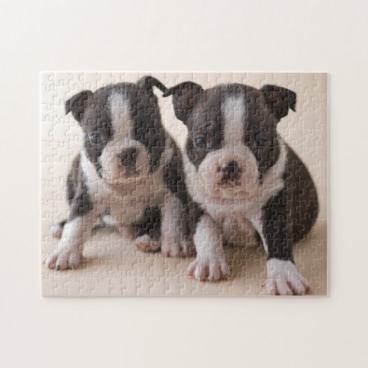Twee Puppies van Boston Terrier Legpuzzel (Horizontaal)