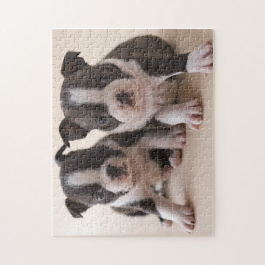 Twee Puppies van Boston Terrier Legpuzzel (Verticaal)