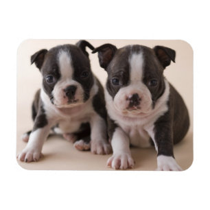 Twee Puppies van Boston Terrier Magneet