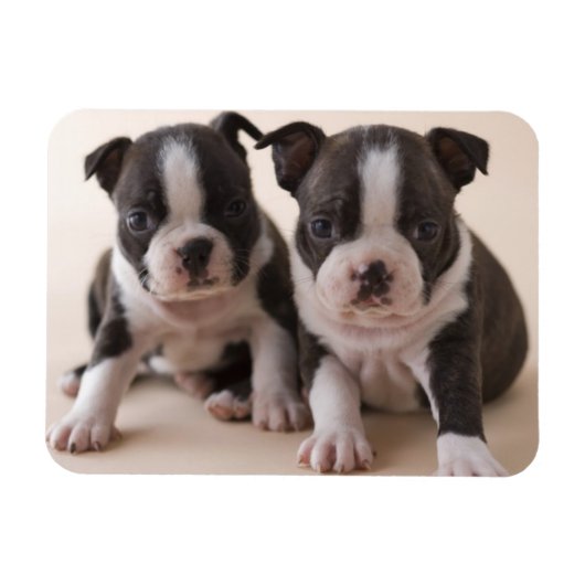 Twee Puppies van Boston Terrier Magneet (Horizontaal)