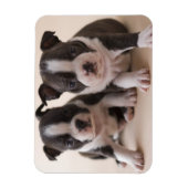 Twee Puppies van Boston Terrier Magneet (Verticaal)