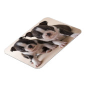 Twee Puppies van Boston Terrier Magneet (Linkerzijde)