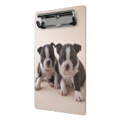 Twee Puppies van Boston Terrier Mini Klembord (Angled2)