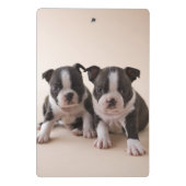 Twee Puppies van Boston Terrier Mini Klembord (Achterkant)