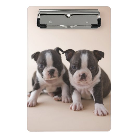 Twee Puppies van Boston Terrier Mini Klembord (Voorkant)