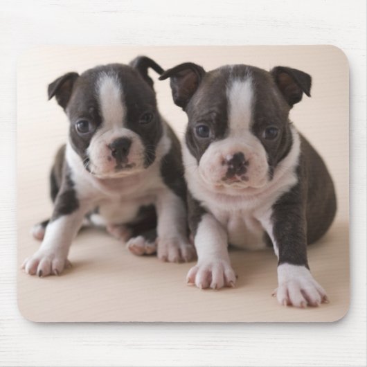 Twee Puppies van Boston Terrier Muismat (Voorkant)