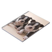 Twee Puppies van Boston Terrier Notitieboek (Linkerzijde)