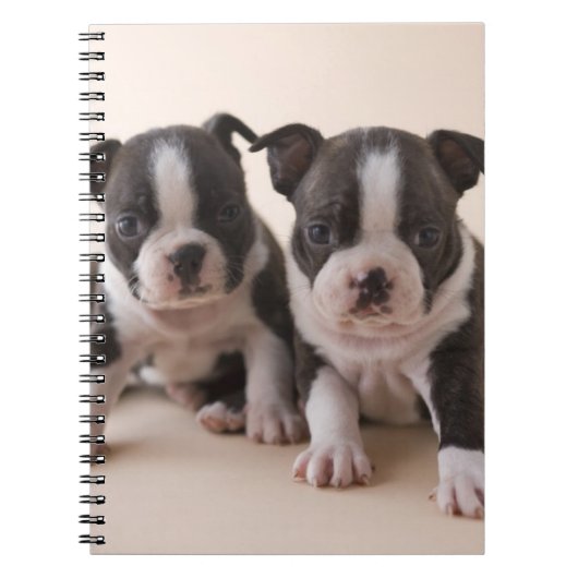 Twee Puppies van Boston Terrier Notitieboek (Voorkant)