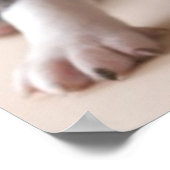 Twee Puppies van Boston Terrier Poster (Hoek)